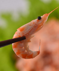 Ʒţⶳ¹ĳձȥǴ⣬ϼϺ