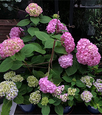 �������޺ã����ҵ�СС��԰���¼�����������ֵ����