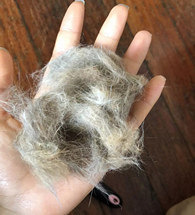 �õ�������ֻͺͷè