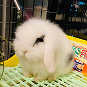 它上厕所真的要喷尿