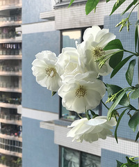 28ƽ뻧԰лأʱ˷õʱ