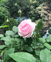 28平的入户花园,有花草有鱼池,把时间浪费在美好的时光里