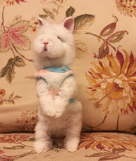 ��ʵ�˼���һֻ������