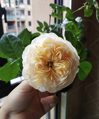 û�д�԰������һ�ð���������