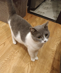 ���ʲ����ڵ�è��ô���̣�