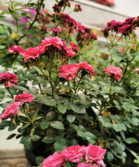 ֻ��3ƽ�׵����㻨�����磬�ҰѶ����ֵ���ǽ��