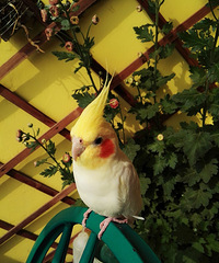 ֻ3ƽ׵㻨磬ҰѶֵǽ