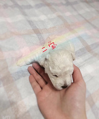 家里的狗子偷偷早恋生了3个狗崽子,老母亲真是操碎了心