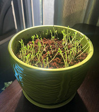 ���������ֳ��˻�������