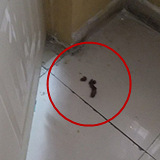 隔壁的狗到家门口拉屎