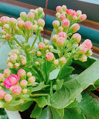 С��̨Ҳ�д��죬�������µĲ�ݮ�����˱�