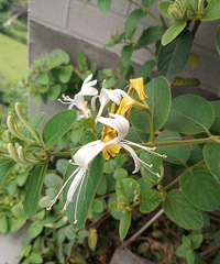 4�µ��¼����ڹ��󣬼����������ֿ��ˣ�һ��һ�����Ǿ�ϲ