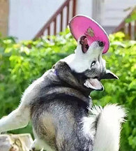 ����ķ��������Ϻ��ҵ���