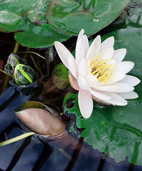 爸妈的花园才是向往的生活【2019秀阳台大赛】