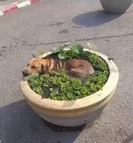 �������������һֻ��