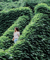 主城人少景美的两个公园,满园的爬山虎、城堡、花海都适合拍照