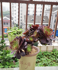 最近阴雨绵绵,法师错以为秋季来临,纷纷长出了最美的状态