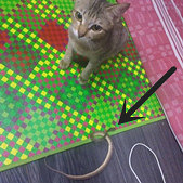我家猫叼回来了一只蛇
