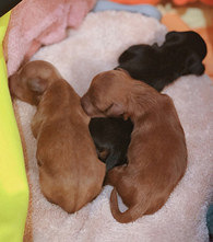 �ճ����ͽ����������Сֻ