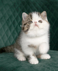 �����ĸ������˾�����Ƭ