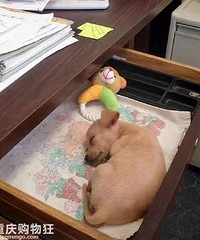 �򿪳����о�ϲŶ