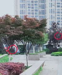 素质堪忧啊!花园里的观赏李子还没熟已经被摘光了