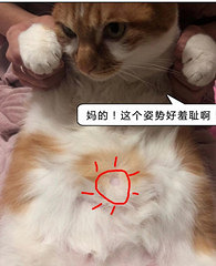 ��֪����è��Ȼ�ж�����