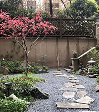 情迷后花园,院子里的红枫美呆了