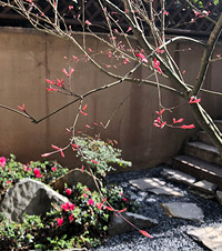 情迷后花园,院子里的红枫美呆了