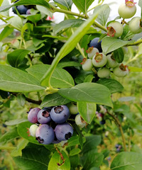 山ժݮ߳Աժִﻹɢ˼ֻȸ