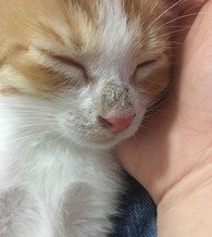 ��������ǳ���è޺��