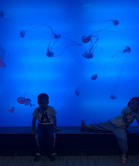 61������������ƴ�����֮��������