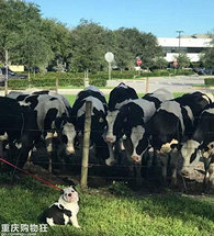 ��˵�Ҳ�����ţ������