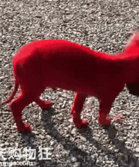 ������������Ⱦ���˺�ɫ