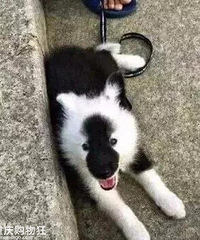 �����������㳤����İ�