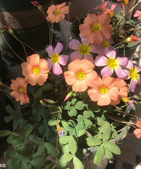 ׼�����Ƶ��ˣ����Ƶ�����Щ�Żݿ��Խ�Ŷ