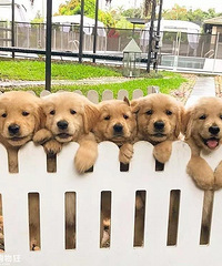 �����ڵ���ؼ�Ŷ