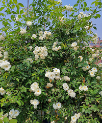 屋顶花园改造流水账