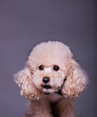 �����ҼҵĹ���һ���Ļ�ɴ�գ��Ϲ��Ĳ���ɱ��ĺ�����