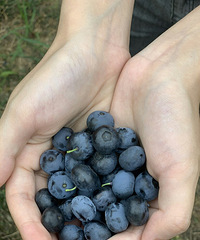 ����ˬ����ݮ֮�ã�����Ҳ��������