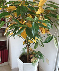 �쵼�Ļ��ֱ���������