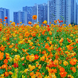 重庆这里很多黄波斯菊