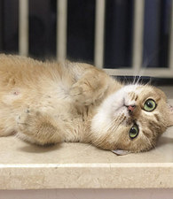 С�Թ����ܾ�Ҫ��������