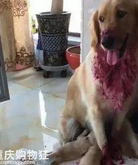 һ���������ֽ�ë������Ѫ