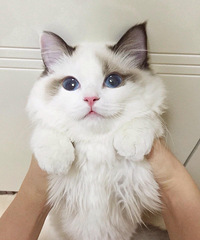 ����żè����ֵ�۷�