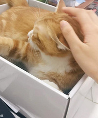 �Ҿ����ҿ챻��ͺ��