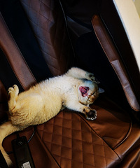 ��ֻ���������������