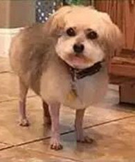 ����ѹ��������һֻ��