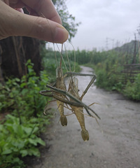 乡下的生活真安逸,采蘑菇钓龙虾
