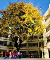 ��̨��Сѧ�Ϻ�У�� 2019��һ�꼶�������£�������Χ